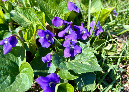 Wild Violets: A Guide to Foraging and Using This Edible Springtime Bloom