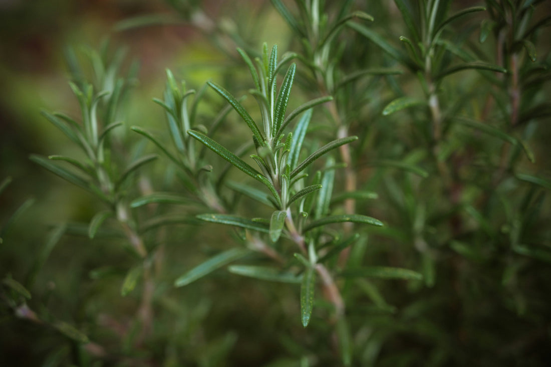 A close up shot of the leafy shoots of Rosmarinus officinalis or Rosemary growing in the garden.