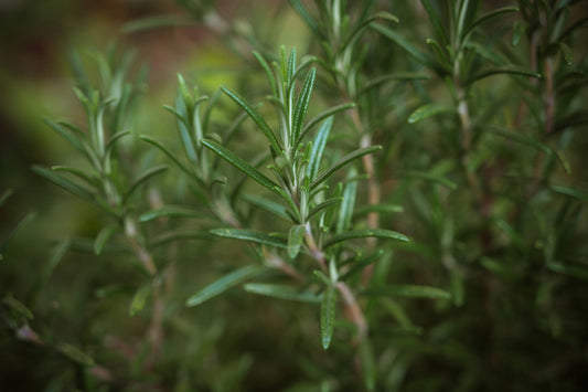 A close up shot of the leafy shoots of Rosmarinus officinalis or Rosemary growing in the garden.